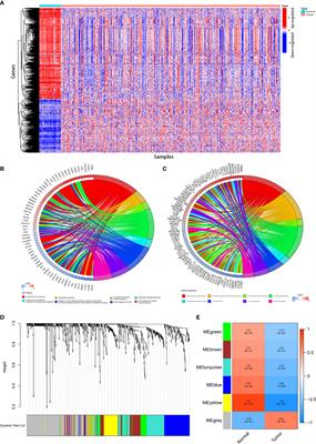 Construction and validation of an immune-related genes prognostic index (IRGPI) model in colon cancer